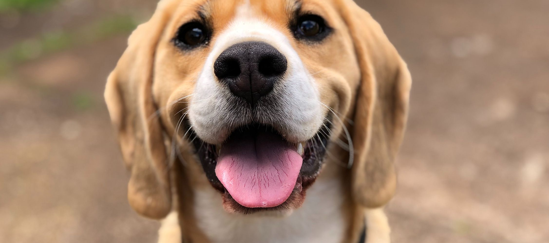How do I recognize a dog's mood?