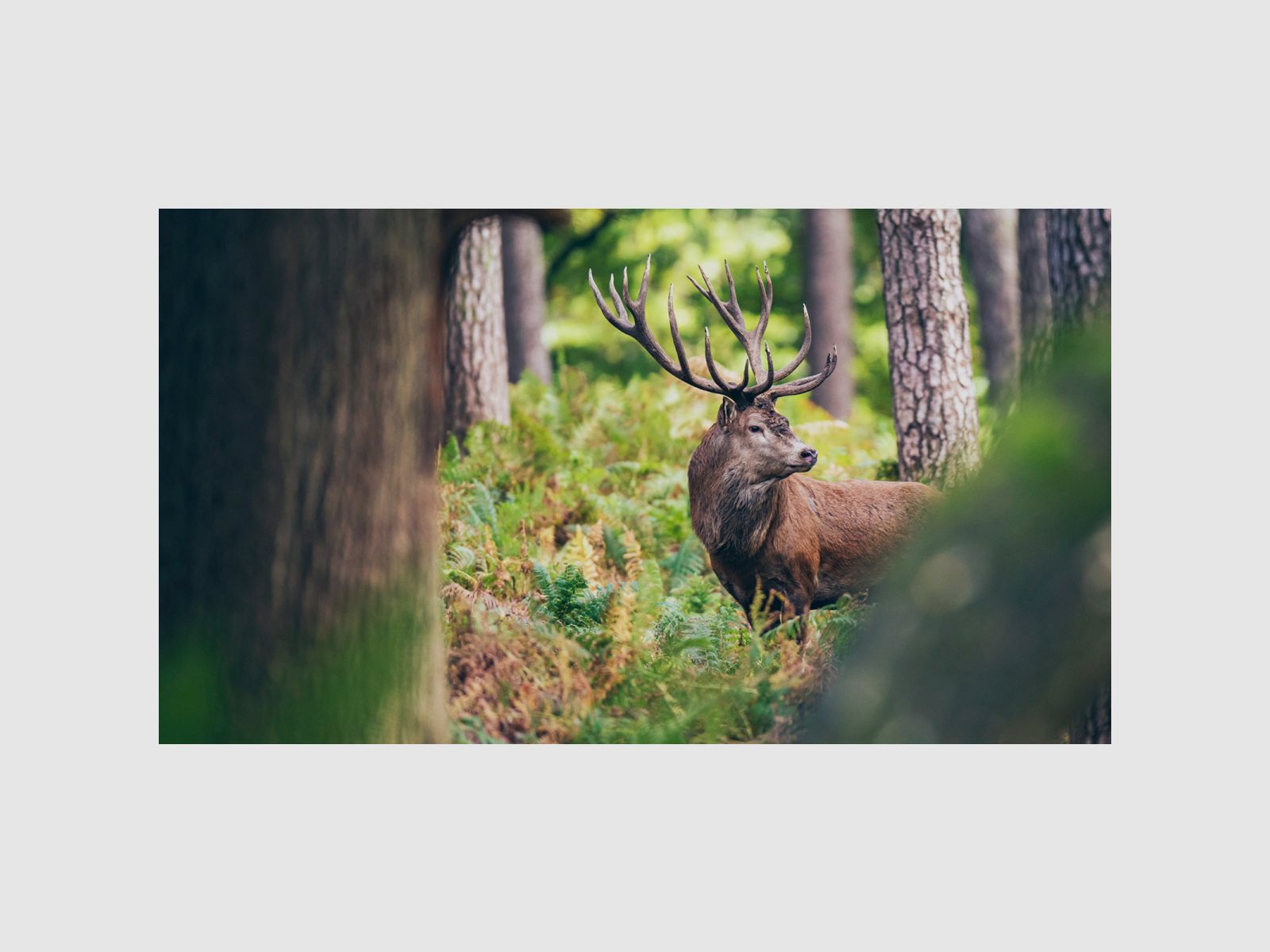 NOBLEX NZ6 Inception 3-18x56 bez szyny