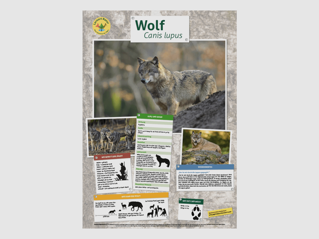 Miejsce nauki przyrody - Plakat zwierząt Wilk