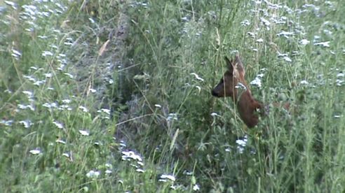 Bockjagd mit muffelwild und sauen juli 2015