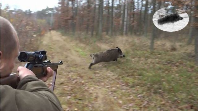 Best moments - November 2016 - driven hunt compilation - Drückjagd Beste Momente Chasse en battue