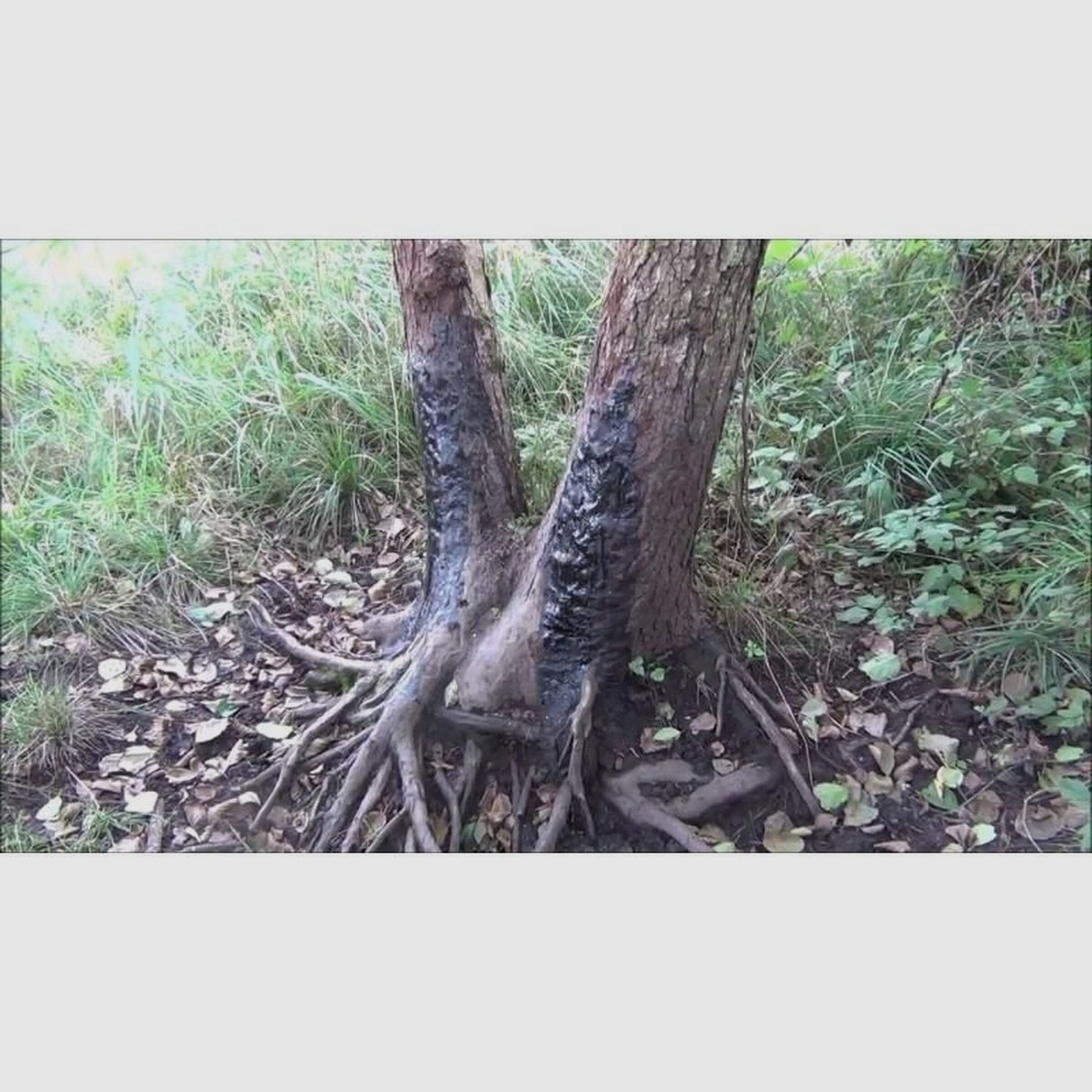 Akah Catrame di faggio 5 litri – Attrattivo puro al catrame di faggio per caprioli, cervi e cinghiali, immagine 4 di 4
