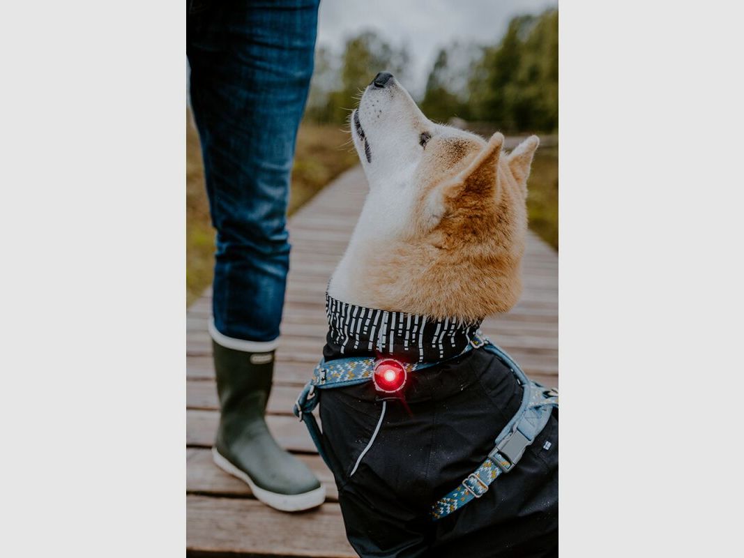 Orbiloc LED-Sicherheitslicht Dog Dual Rot