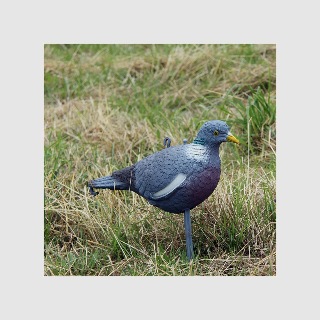 Lockvogel Ringeltaube -