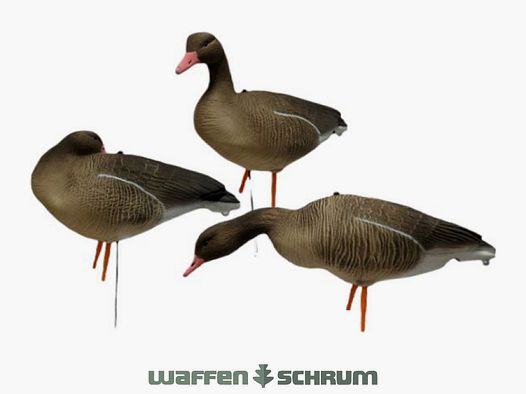 JVS Global Outdoor Lockvögel Graugans Vollkörper 6er Pack