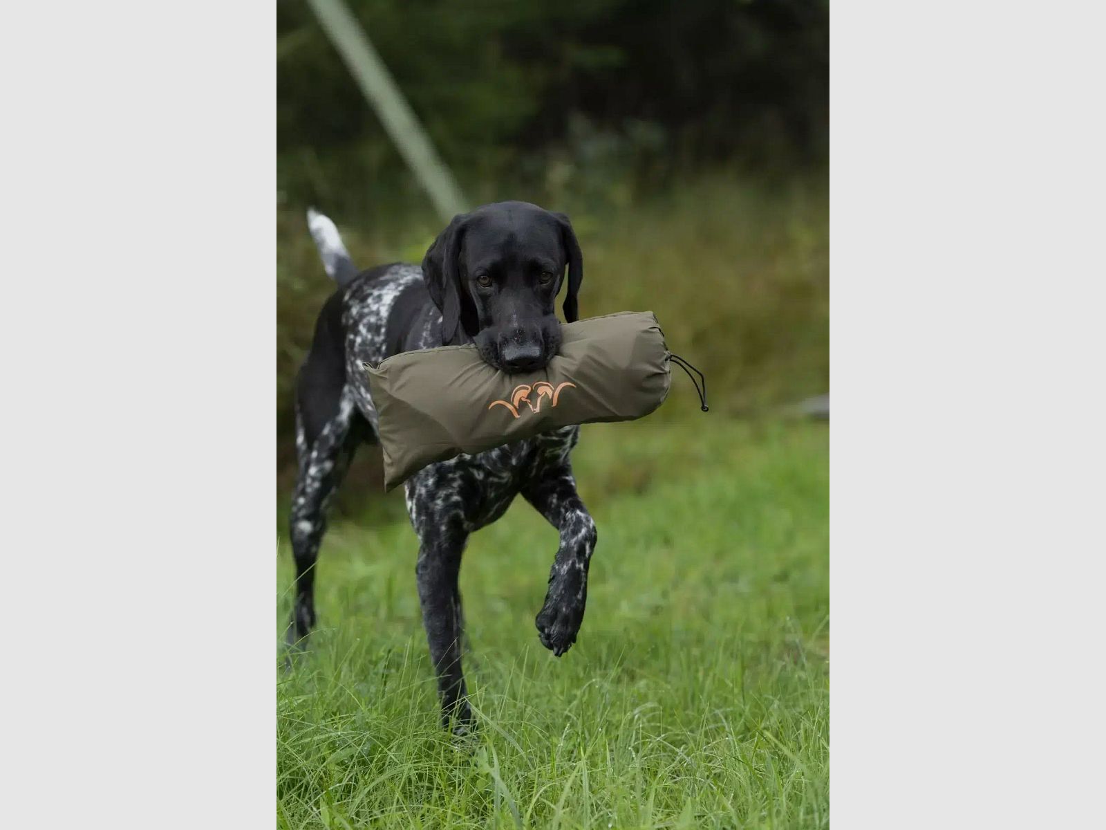 Manta para perros Blaser verde oliva oscuro 70×100 cm