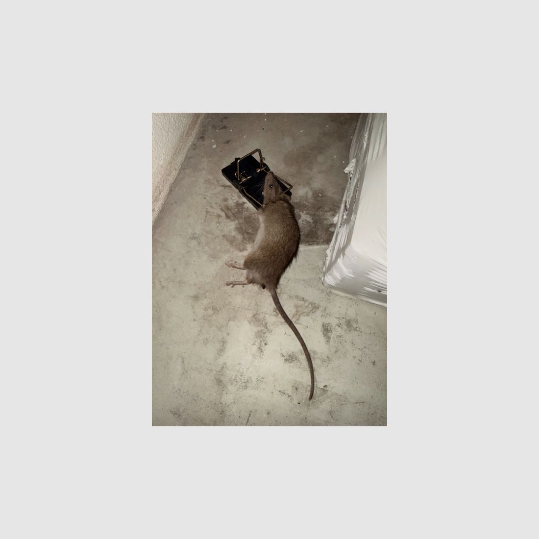 Pułapka na szczury samonapinająca się