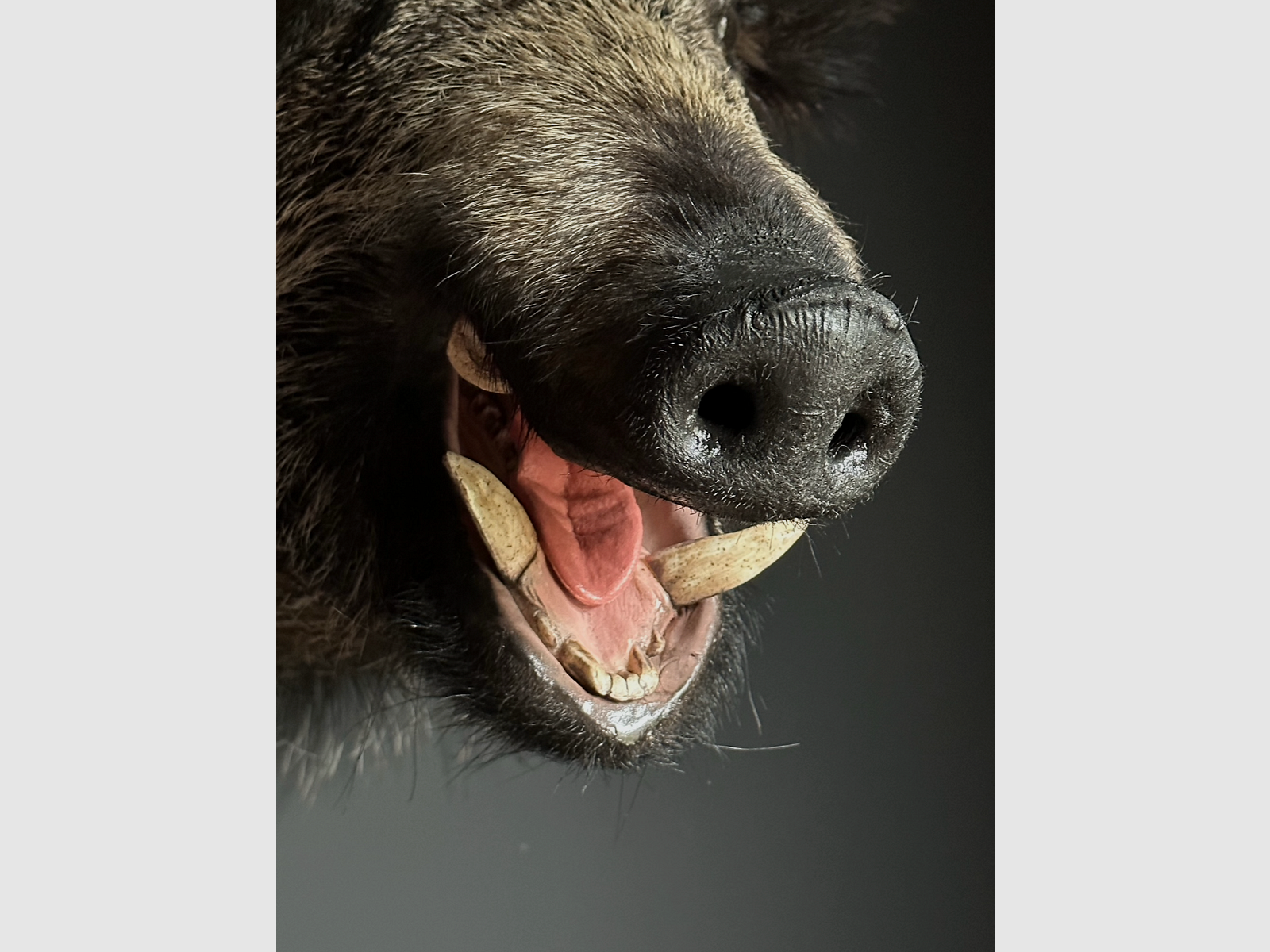 Präparierter großer Wildschweinkopf, Bild 8 von 8