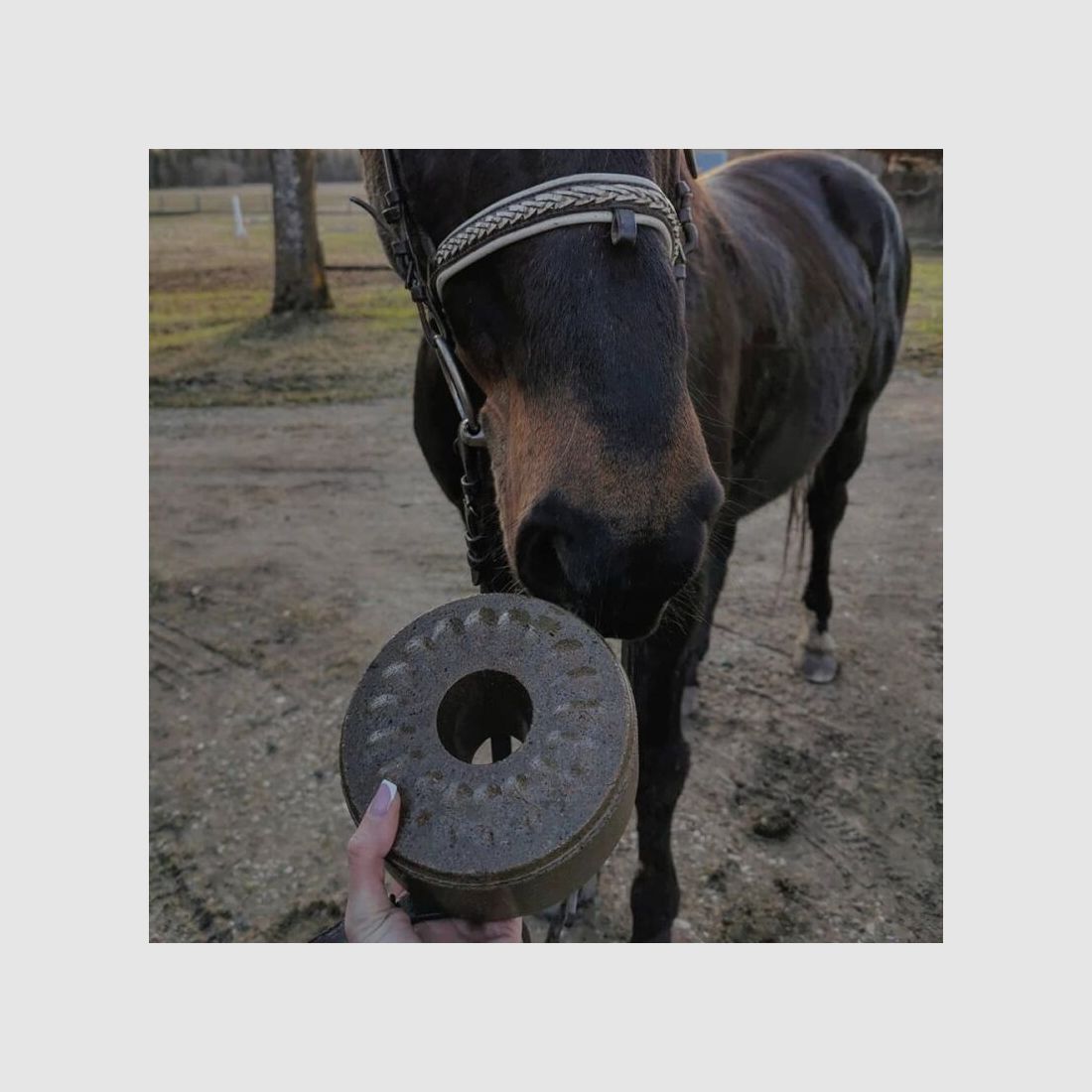 Wildlutscher Leckstein für Pferde und Ponys Minze und Eukalyptus - Atemwege 1,6 kg