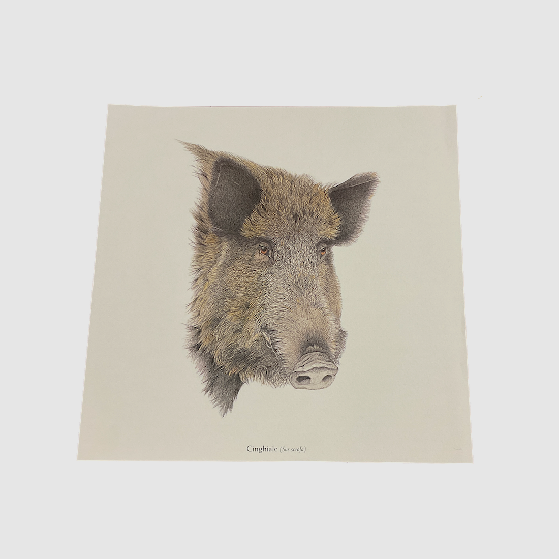 Beretta – WILD PRINTS VOOR VIERKANTEN, afbeelding 5 van 12