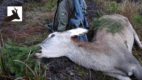 Stalking woodland red deer - Polowanie na jelenie z podchodu - Hirschjagd - La chasse au cerf