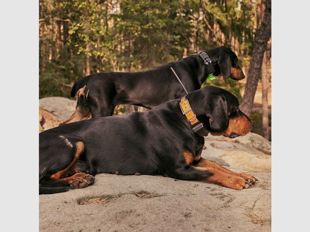 DOG GPS X20 - Orange, Bild 41 von 43