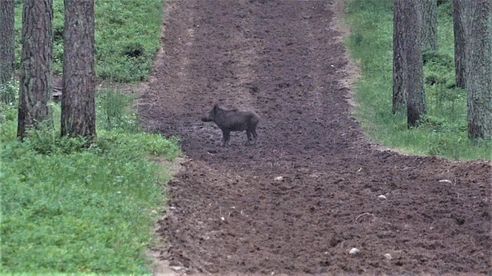 Pirsch auf tagaktives Schwarzwild - herrliches Pommern / Polen!