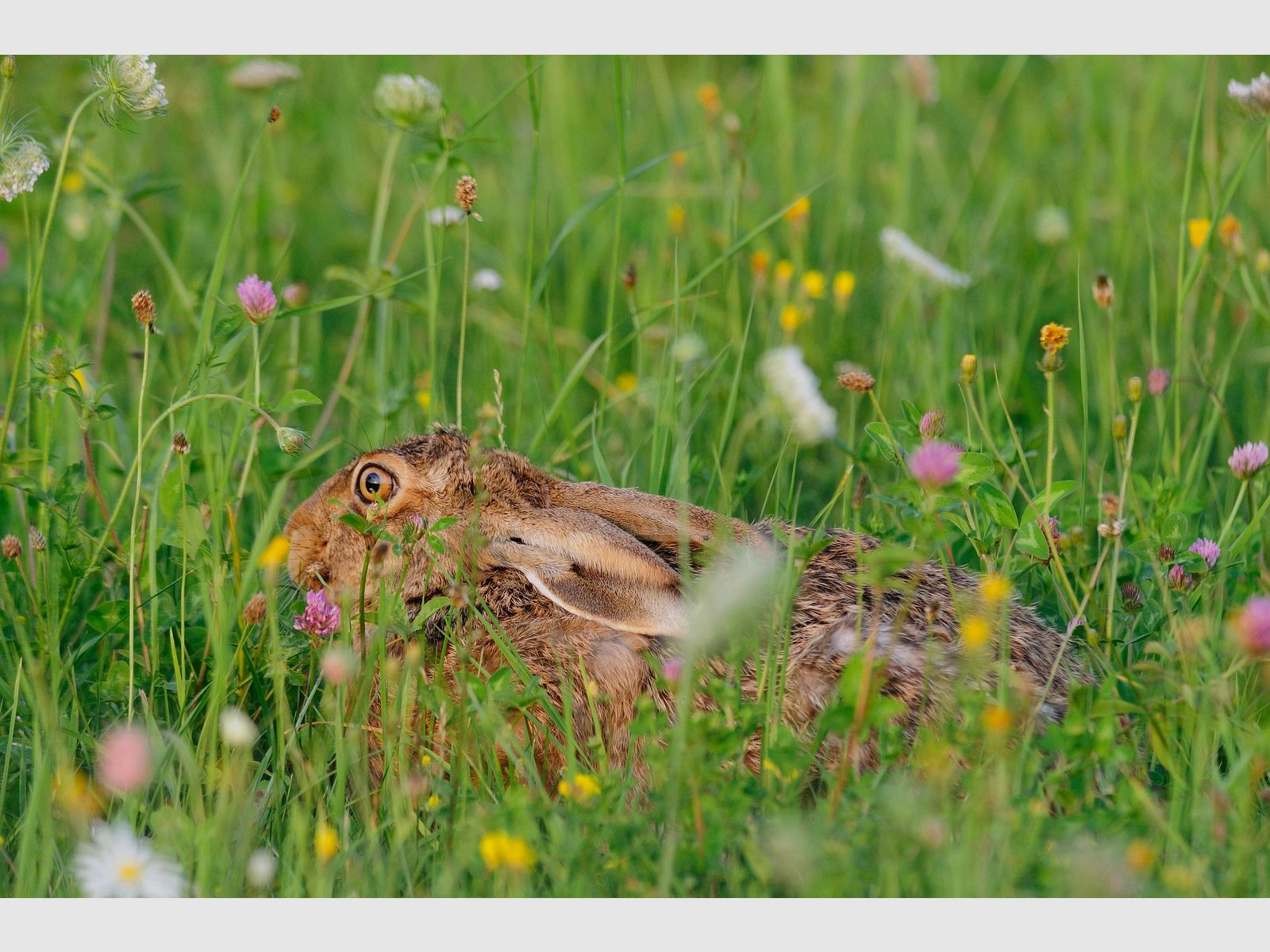 Kiepenkerl Wild Meadow with Clover and Herbs