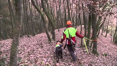 Nachsuche Rotwildkalb - Der Hannoversche Schweißhund -