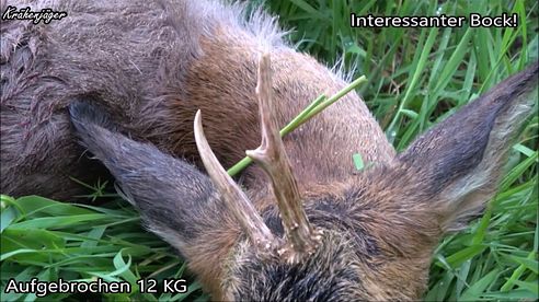 Bockjagd Roebuck Hunting  2017    Erlegung eines Jährlingsbockes am 09.05.