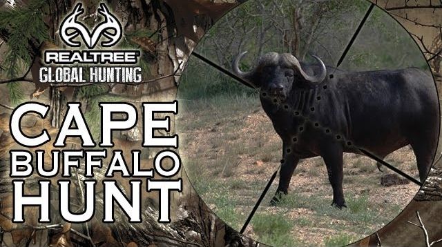 EXTREME HUNTING: Charging Cape Buffalo hunt in Mozambique