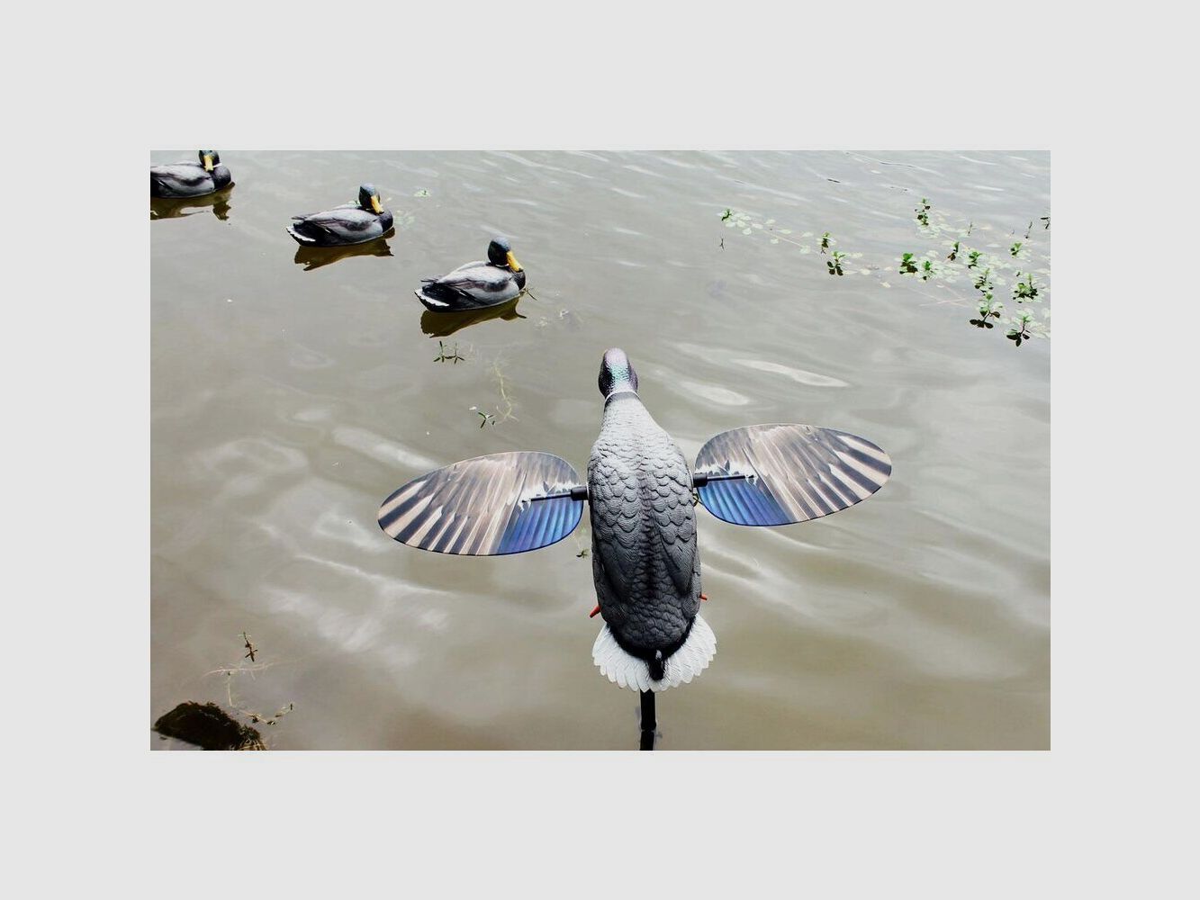 Mojo King Mallard Elite Series – Kręcąca się Kaczka z akumulatorem Li-ion 6V, zdjęcie 3 z 3