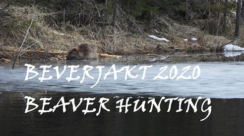 Beverjakt 2020/Beaver hunting