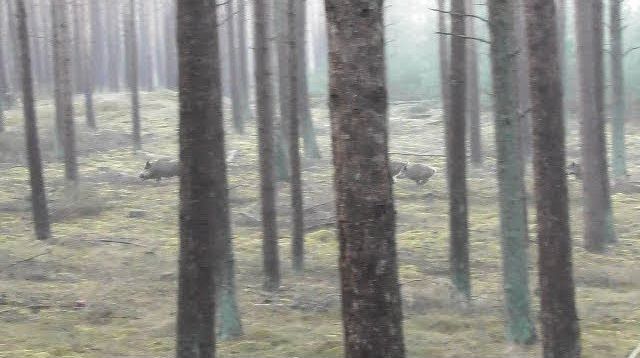 Drückjagd 2017, Willdschweinjagd