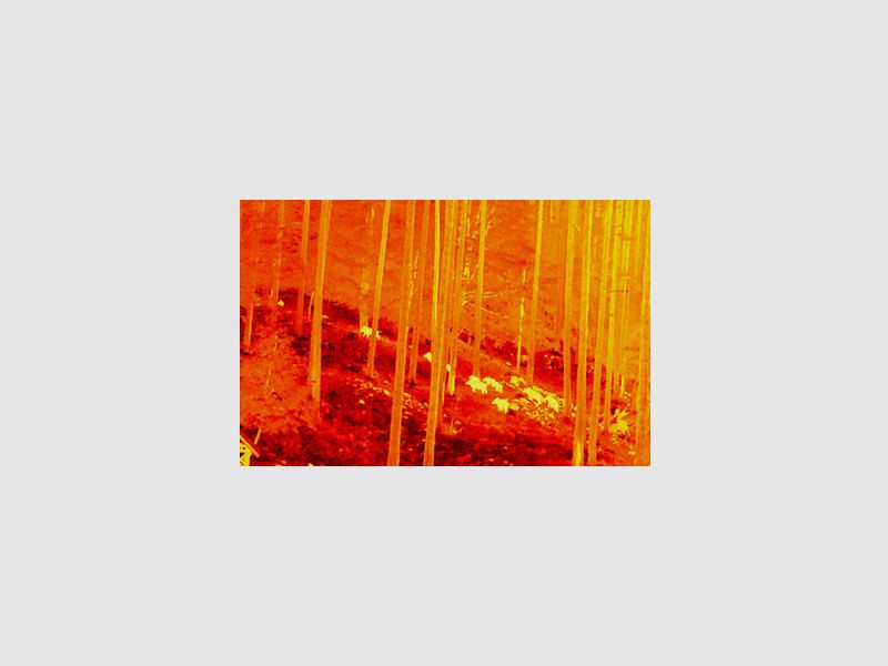 Nitehog Viper 50 Next Wärmebildkamera