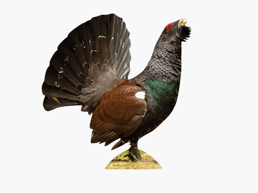 Support animal Coq de bruyère