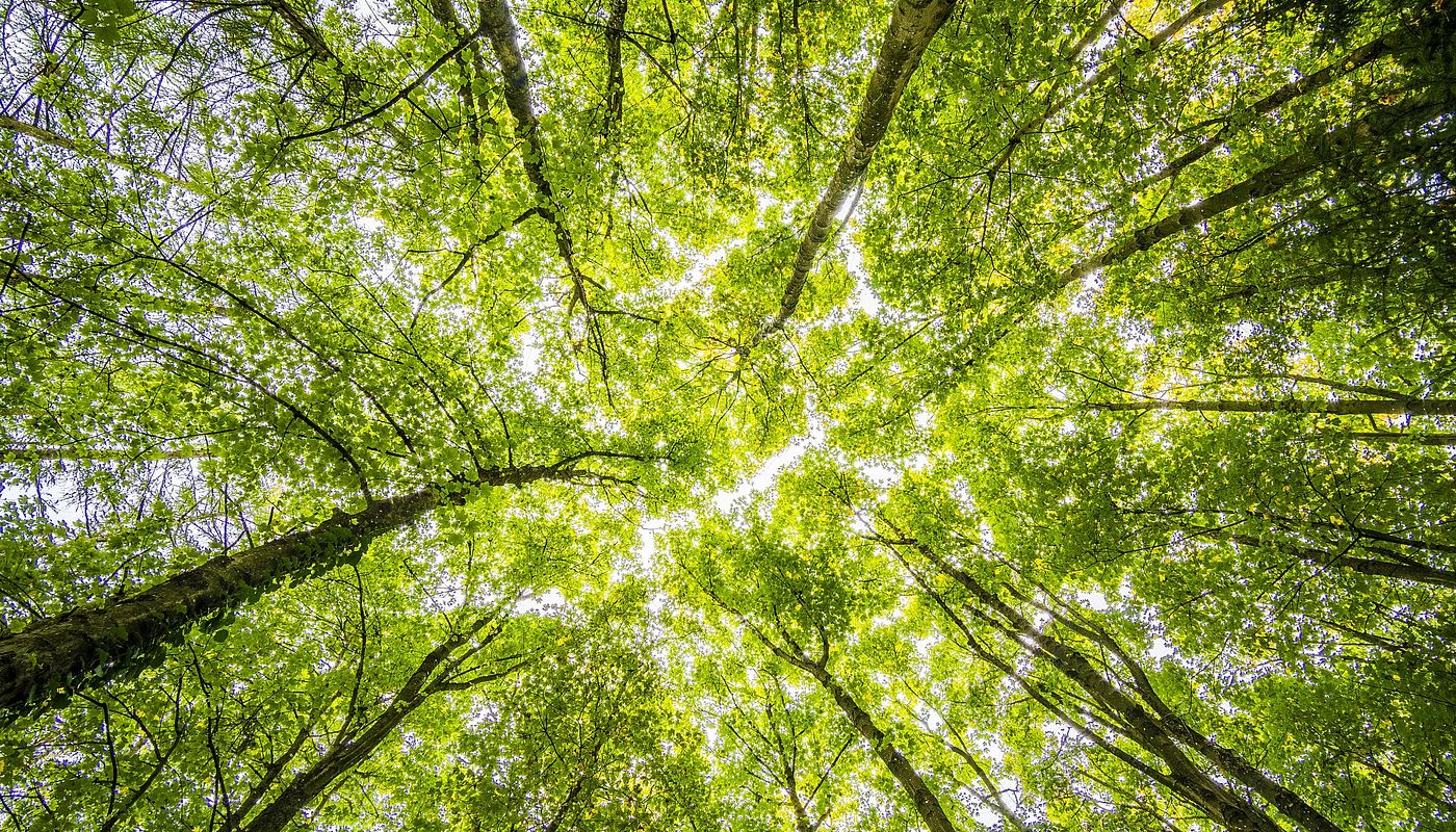 Baumklettereisen - uno strumento pratico per cacciatori e lavoratori forestali