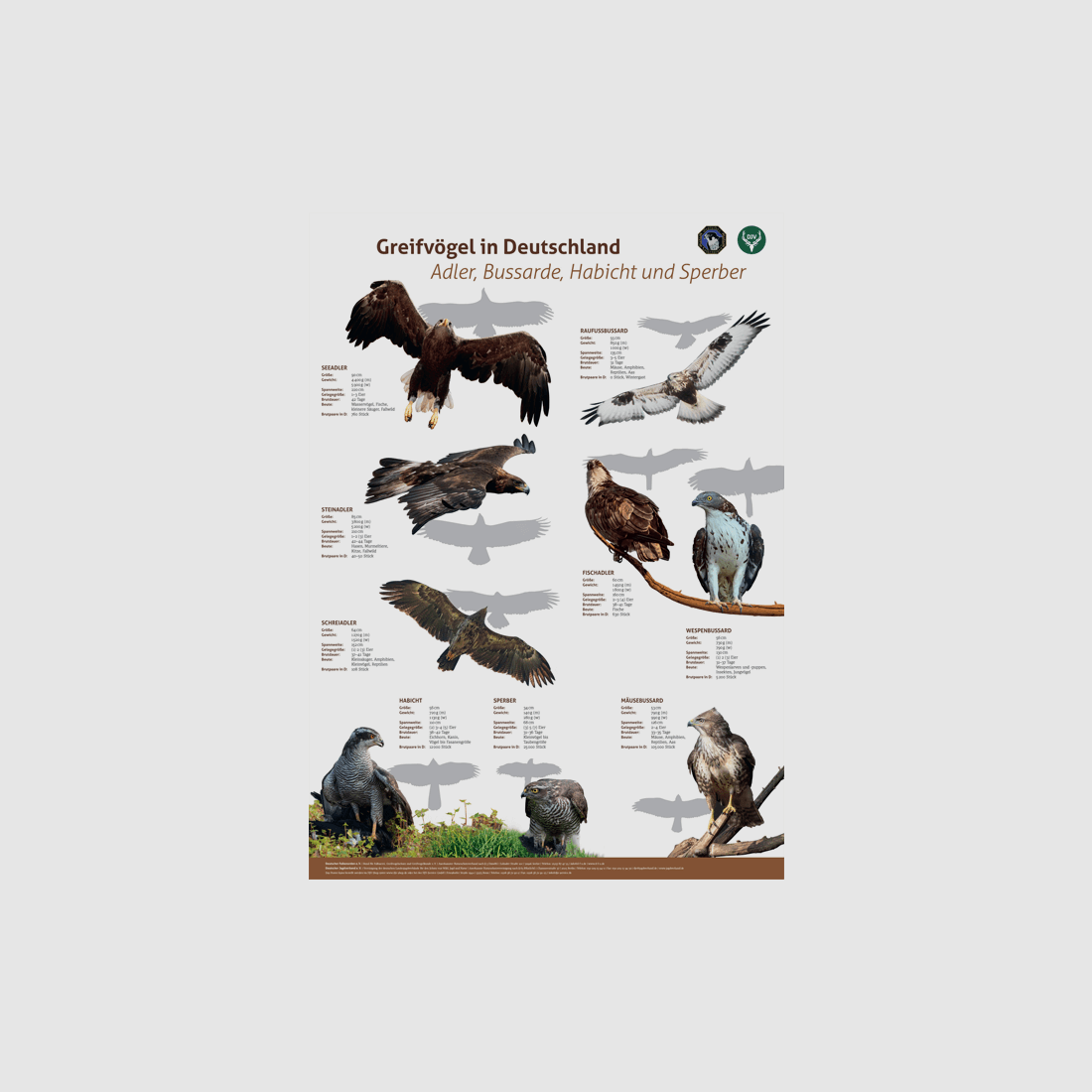 Poster Birds of Prey 1: Eagle, Buzzards, Hawk, Sparrowhawk
