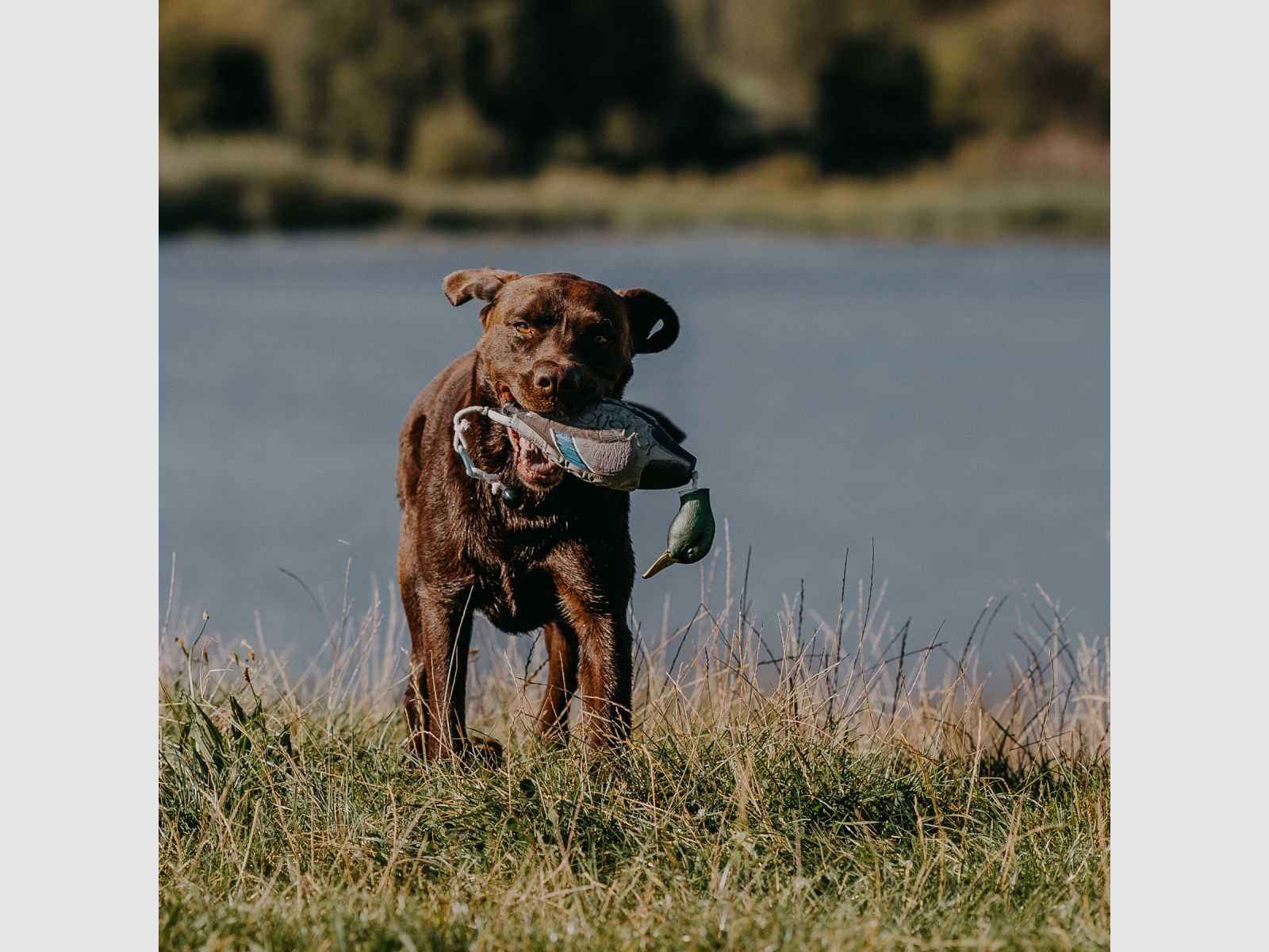 HP&G Apportierdummy Stockente