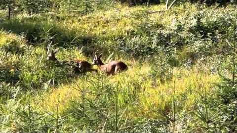 Herbstblatt - Jagen im Zillertal