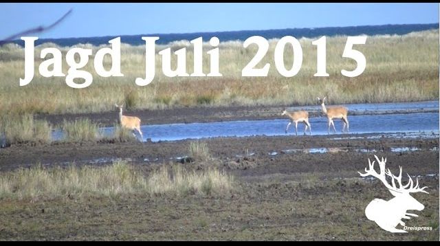 Jagd Juli 2015