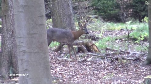 Bockjagd Mai 2017 erster Bock