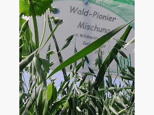 BSV Saaten Mieszanka nasion WaidGreen® Mieszanka pionierska leśna