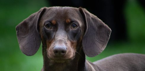 Gefährdung der Jagdhundezucht in Deutschland – Ein drohendes Ende?