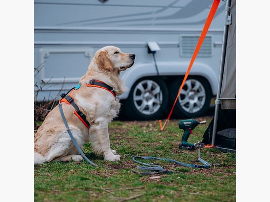 Hameçon pour Chiens - Ancre au Sol pour Animaux de Compagnie