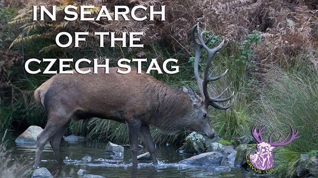 IN SEARCH OF THE CZECH STAG