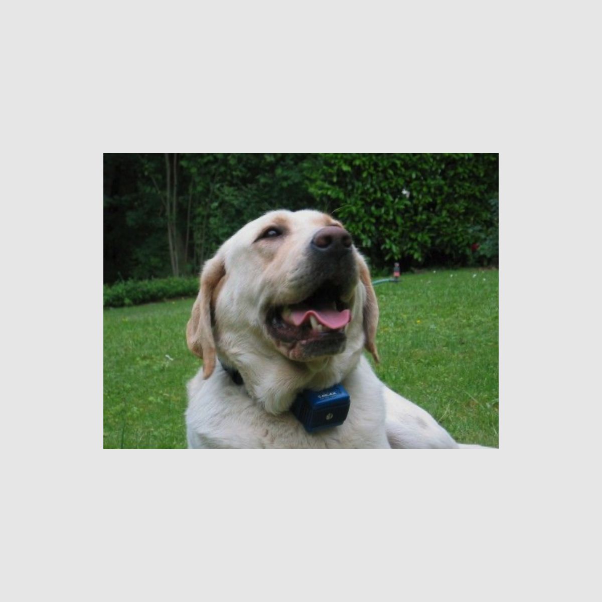 NUMAXES CANICALM Classic Antiblafhalsband vanaf 10kg Stroom- & Geluidsignaal