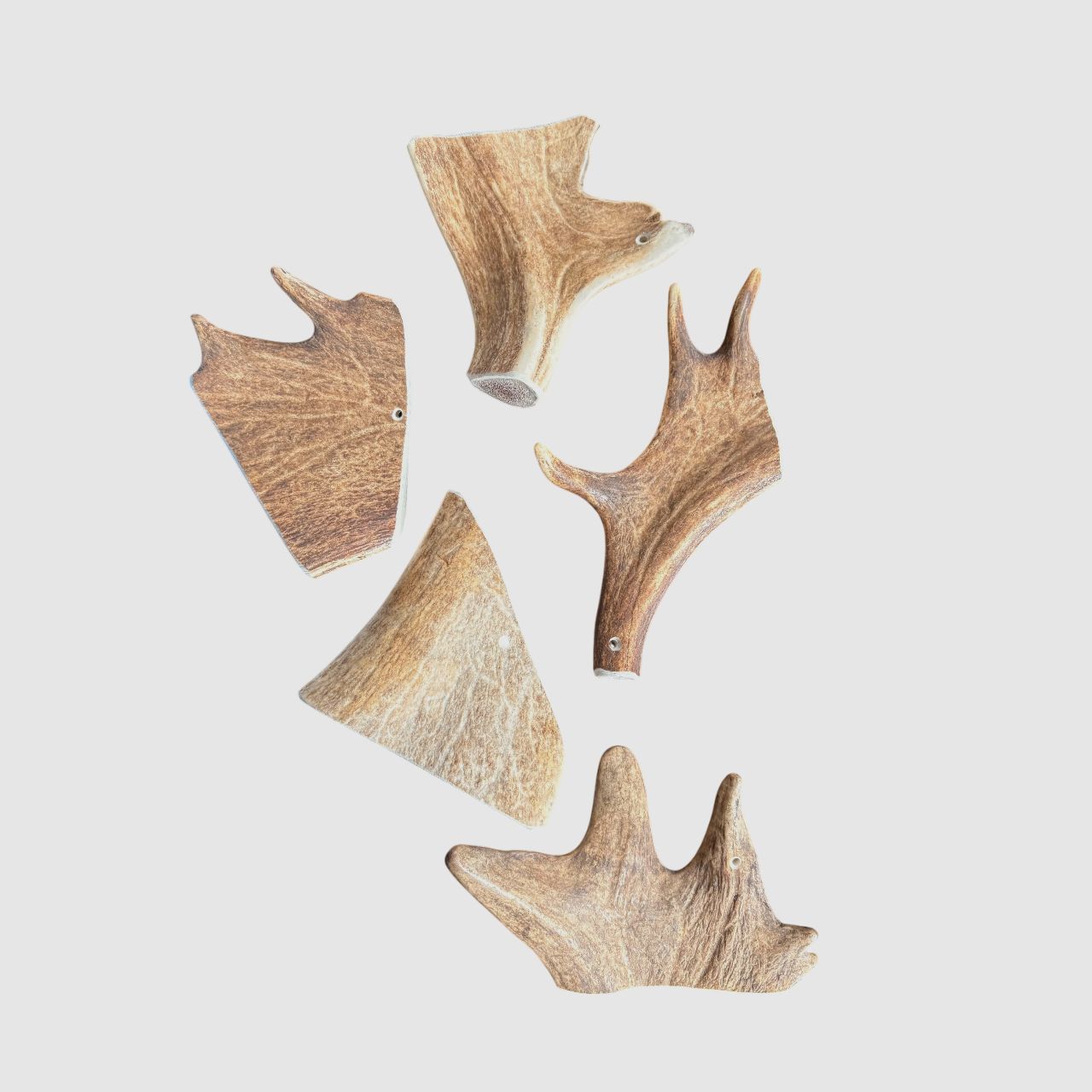 Antler Chewer
