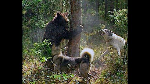 Bärenjagd in Schweden , brown bear hunting. .охота на медведя