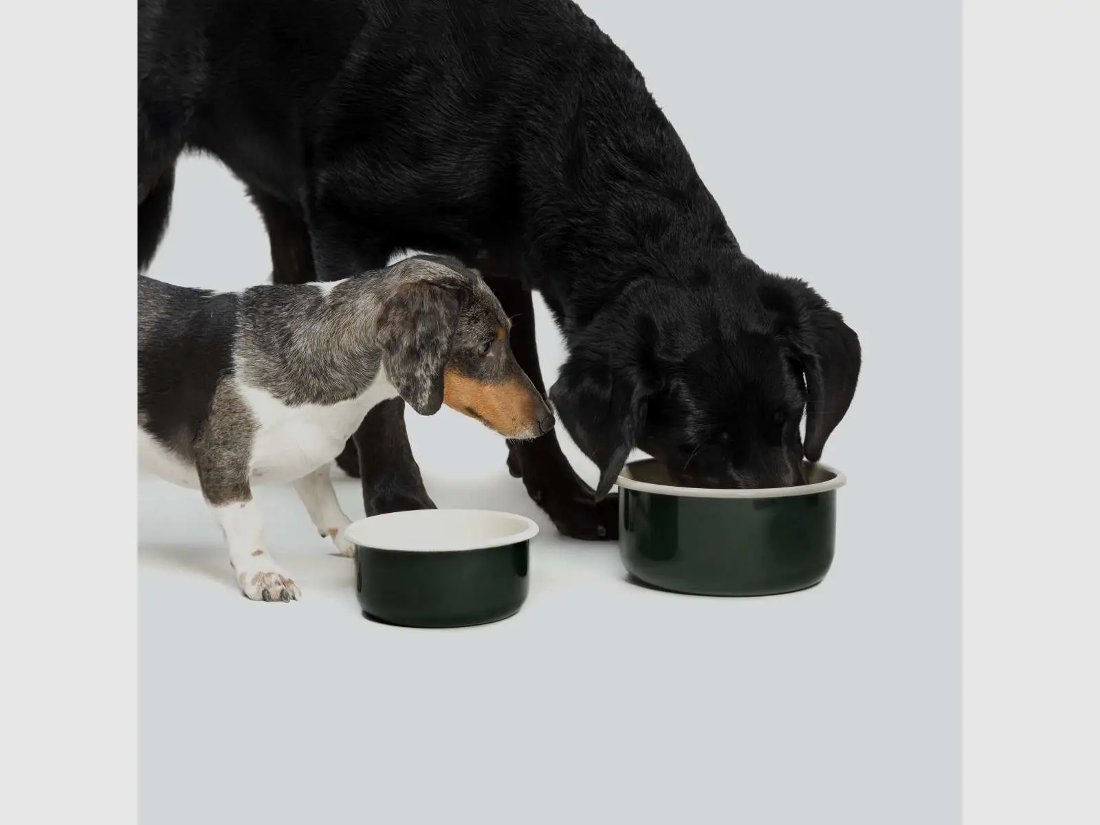 Ciotola per cani Granny Verde Scuro, immagine 3 di 3