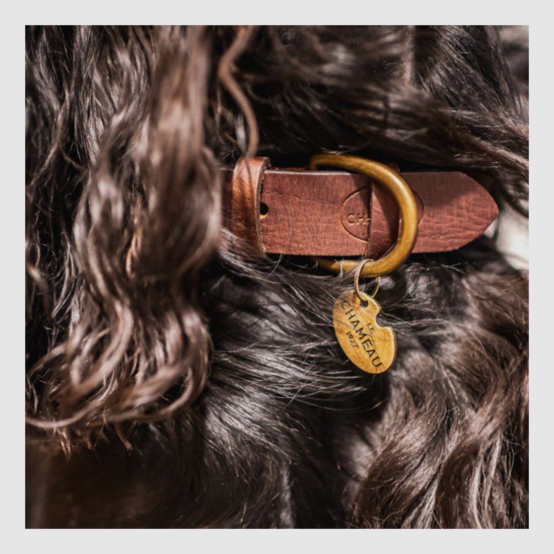 Halsband Hund Leder Le Chameau, Bild 3 von 4