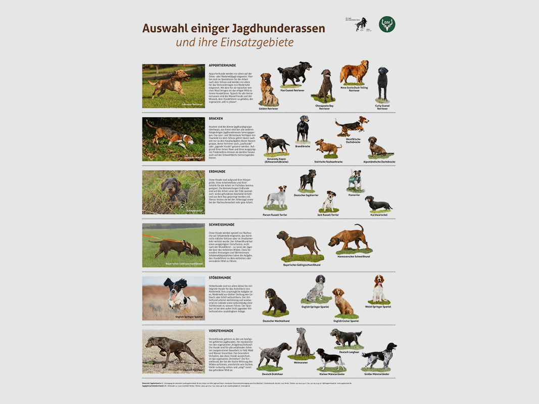 Póster "Razas de perros de caza y sus áreas de uso"