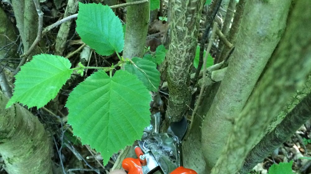 Vorbereitungen für Wiesenmahd & Kitzrettung