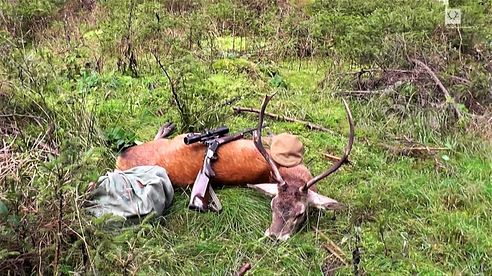 🦌Hirschbrunft am Rennsteig in Thüringen🌲🌲🌲