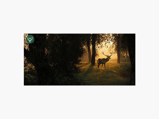 DJV Greeting Cards (Pack of 10)