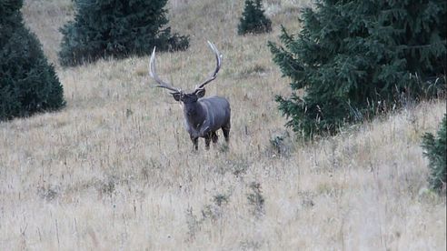 Maral - hunting in Kazakhstan