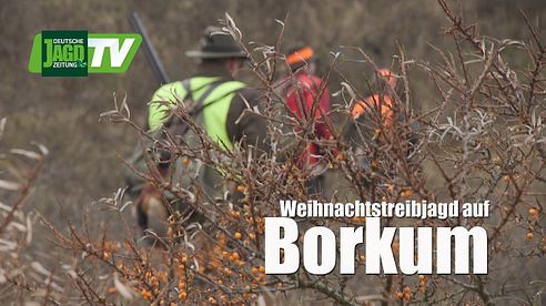 Weihnachts-Treibjagd auf Borkum