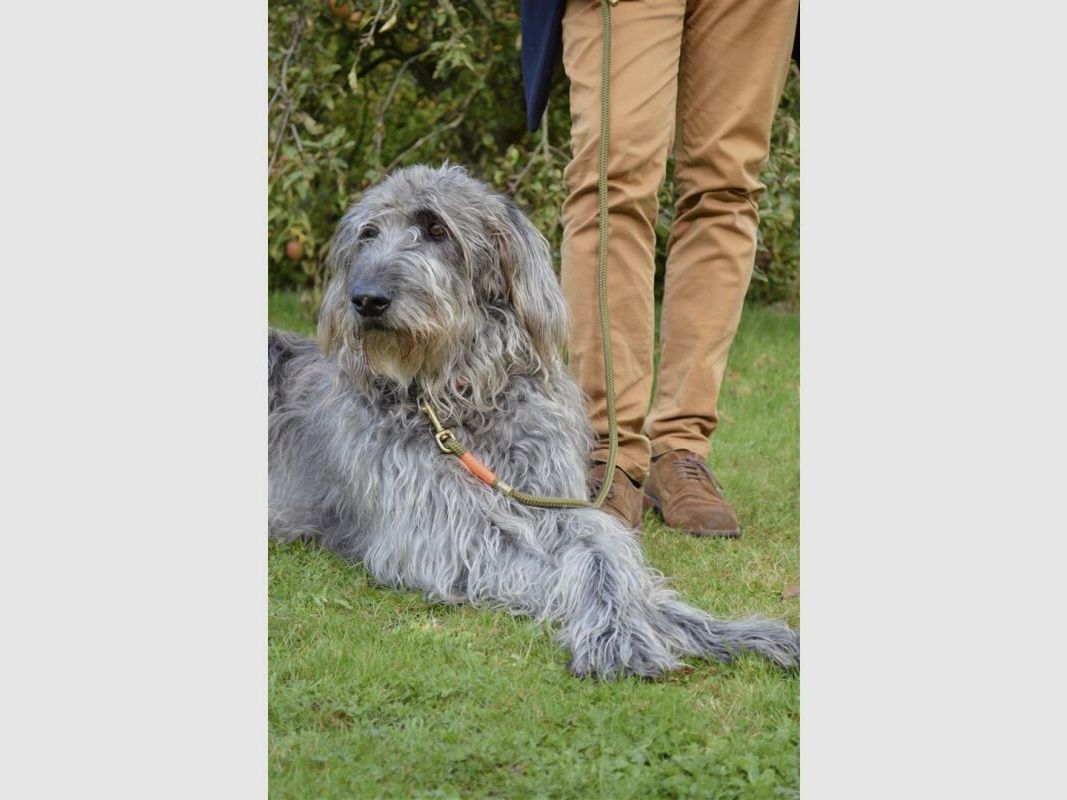 Tochterfirma U-Retrieverleine 10 mm Oliv/Jagdorange