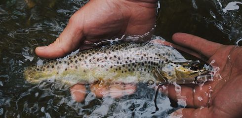 Angelurlaub für Einsteiger: Die besten Reiseziele für angehende Angler