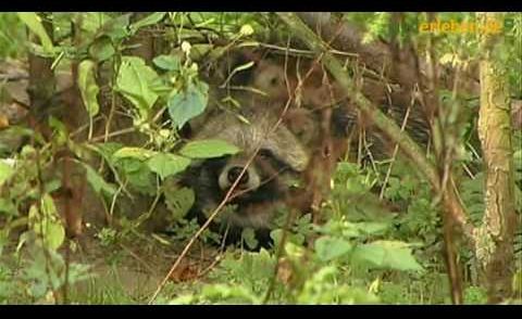 DER MARDERHUND - EIN NEUBÜRGER AUF DEM VORMARSCH